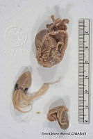 KT014 0145 Tremoctopus violaceus.JPG