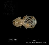 LESS 0449 Parastrellus hesperus ssp. hesperus.JPG