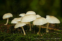 IMDOC1612 Agaricales.jpg