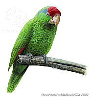 MAPM0294 Amazona viridigenalis.jpg