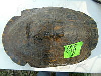 NE017 349 Trachemys venusta.jpg