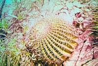 FGM1849 Echinocactus platyacanthus.JPG