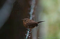 MGaves 2729 Troglodytes aedon ssp. brunneicollis.jpg