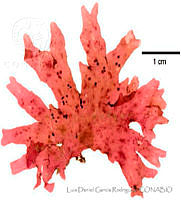 LDGR027 Pugetia mexicana.jpg