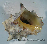 MRyRR222 Mancinella speciosa.jpg