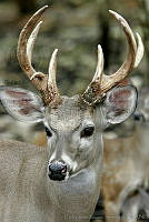 CNS0686 Odocoileus virginianus.jpg