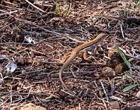 CGL5251 Aspidoscelis exsanguis.jpg