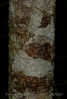 FJRS0095 Colubrina greggii.jpg