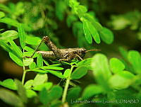 LBL0187 Mexitettix cahui.jpg