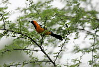 CNS0459 Icterus cucullatus.jpg