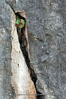 CSGHQ008-127 Ara militaris.jpg