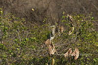 HJ6- 1313- Tigrisoma mexicanum.jpg