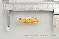 RQTG1062 Xenotoca variata.jpg