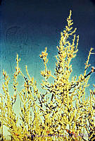 3209 Opuntia leptocaulis.jpg