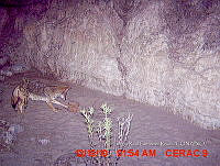 IE003 0018 Canis latrans.jpg