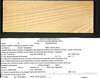 CMyFO 00050 Magnolia schiedeana.JPG