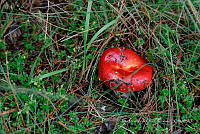 IMDOC Hong 0096 Amanita muscaria.jpg