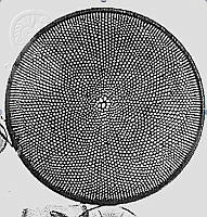 DUHB0132 Coscinodiscus asteromphalus.png