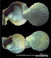 KT014 0444 Caribachlamys sentis.JPG