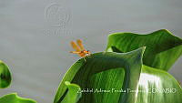 ZAPF0155 Perithemis intensa.jpg