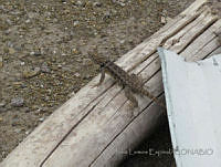 JLE0073 Sceloporus bimaculosus.jpg