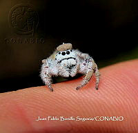 MN6PG0028 Paraphidippus fartilis.jpg