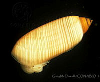 DP014-3 Acteocina culcitella.jpg