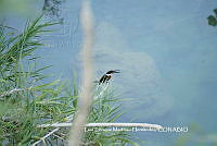 LEMH029 Chloroceryle americana.JPG