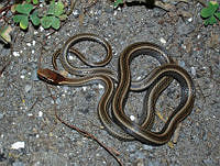 LCMHP013-95 Rhadinaea hesperia.jpg