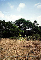 FGM2011 Pithecellobium lanceolatum.JPG