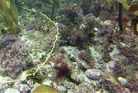 RRR0028 Hypnea valentiae.JPG