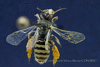 CGVM1225 Perdita novoleona.jpg