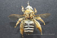 CGVM1231 Svastra nevadensis.jpg