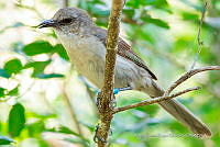 JRRO0532 Mimus gilvus.jpg