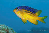 CCK0291 Stegastes flavilatus.jpg