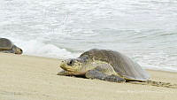 MASM08269 Lepidochelys olivacea.jpg