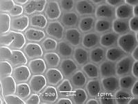 KEL0205 Metaphalacroma skogsbergii.JPG