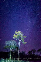 MEP07 Bursera simaruba.jpg