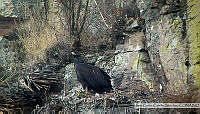 JCCS005 Aquila chrysaetos.tif