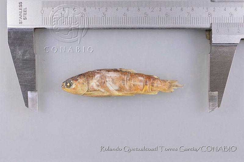 RQTG0107%20Oncorhynchus%20chrysogaster.jpg.rSeO5Oz0Mee7bztjQA3g0JtbmFja29CbnFuZ3NAbXJ6LGtwZwA.C5sUN Qw7c
