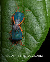 MN6PG0040 Edessa rufomarginata.jpg