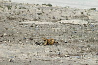 QE005 0026 Cynomys mexicanus.jpg