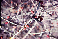 FGM1562 Celastraceae.JPG