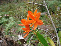 CGL1596 Orchidaceae.jpg