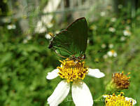 JCGM01011 Cyanophrys goodsoni.jpg