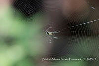 ZAPF0502 Araneae.jpg