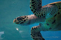 IMDOC0990 Lepidochelys olivacea.jpg