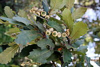 GFF0015 Quercus laxa.JPG
