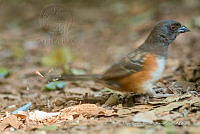 JRRO0540 Pipilo maculatus.jpg