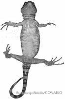 SSS0039 Xenosaurus platyceps.JPG